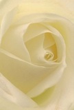 Step into the intimate heart of a Finchley cream-white rose, where each petal unfurls in a tender spiral, inviting the imagination to wander through layers soft as morning mist. This close-up captures the gentle luminosity that bathes the bloom-the kind of serene light found on tranquil Finchley lanes at dawn, when the world is quiet and new. Shadows dance discreetly within the creamy ivory folds, lending subtle depth and a sense of gentle drama. The flower's atmosphere radiates peace, perfectly suited for moments requiring grace-be it a heartfelt act of remembrance, a message of sympathy, or the joyful marking of new beginnings. From a florist's perspective, this rose stands as the quintessential symbol of pure reverence and quiet inspiration, echoing the artistry practiced in Finchley's many cherished floral traditions. As your senses linger, you can almost imagine the soft, sweet fragrance mingling with the crisp local breeze, as if nature herself crafted this bloom especially for the area's thoughtful celebrations. Each detail speaks to the care and mastery poured into every special Finchley bouquet, turning a single flower into a meaningful, shared experience.